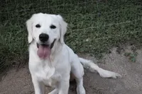 AKC COCO , a female English Cream Golden Retriever for sale in Winder, GA – 1 of 8