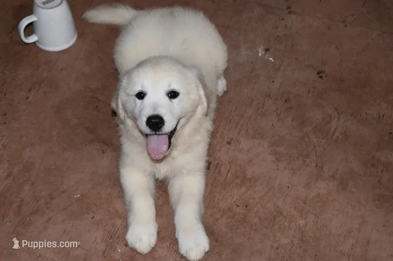 AKC Nala – English Cream Golden Retriever puppy for sale in Winder, GA