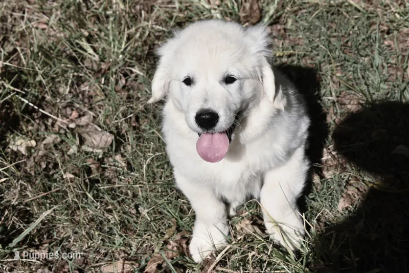 AKC Max  – English Cream Golden Retriever puppy for sale in Winder, GA