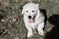 AKC Max , a male English Cream Golden Retriever for sale in Winder, GA – 1 of 9