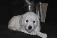 AKC Leo , a male English Cream Golden Retriever for sale in Winder, GA – 6 of 9
