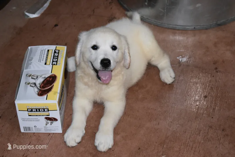 AKC Leo  – English Cream Golden Retriever puppy for sale in Winder, GA