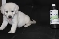 AKC Penny , a female English Cream Golden Retriever for sale in Winder, GA – 6 of 9