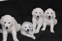 AKC Tucker , a male English Cream Golden Retriever for sale in Winder, GA – 8 of 8