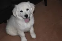 AKC Cooper, a male English Cream Golden Retriever for sale in Winder, GA – 3 of 7