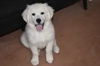 AKC Cooper, a male English Cream Golden Retriever for sale in Winder, GA – 7 of 7