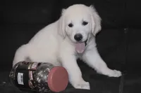 AKC Tucker , a male English Cream Golden Retriever for sale in Winder, GA – 5 of 8