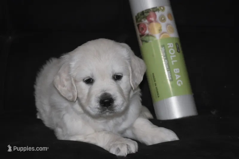 AKC Daisy , a female English Cream Golden Retriever for sale in Winder, GA – Photo 1 of 7