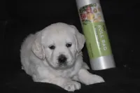 AKC Daisy , a female English Cream Golden Retriever for sale in Winder, GA – Photo 1 of 7