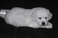 AKC Daisy , a female English Cream Golden Retriever for sale in Winder, GA – Photo 4 of 7