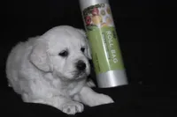 AKC Daisy , a female English Cream Golden Retriever for sale in Winder, GA – Photo 2 of 7