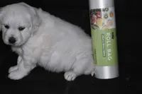 AKC Daisy , a female English Cream Golden Retriever for sale in Winder, GA – Photo 5 of 7