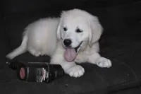AKC Lucy, a male English Cream Golden Retriever for sale in Winder, GA – 4 of 4