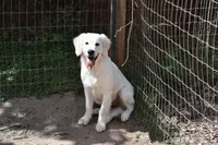 AKC COCO , a female English Cream Golden Retriever for sale in Winder, GA – 3 of 8