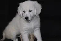 AKC Bear, a male English Cream Golden Retriever for sale in Winder, GA – 7 of 8