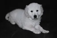 AKC Max , a male English Cream Golden Retriever for sale in Winder, GA – 7 of 9