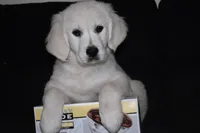 AKC Luna, a female English Cream Golden Retriever for sale in Winder, GA – 2 of 7