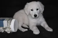 AKC Daisy, a female English Cream Golden Retriever for sale in Winder, GA – 3 of 8