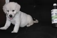 AKC Penny , a female English Cream Golden Retriever for sale in Winder, GA – 5 of 9