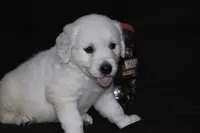 AKC Nala, a female English Cream Golden Retriever for sale in Winder, GA – 5 of 9