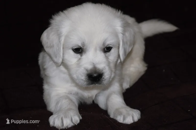 AKC Ruby – English Cream Golden Retriever puppy for sale in Winder, GA