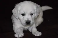 AKC Ruby, a female English Cream Golden Retriever for sale in Winder, GA – 1 of 3