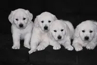 AKC  SUNNY, a male English Cream Golden Retriever for sale in Winder, GA – Photo 9 of 9