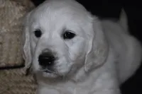 AKC  SUNNY, a male English Cream Golden Retriever for sale in Winder, GA – Photo 7 of 9