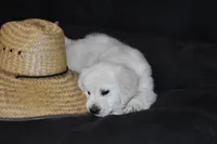 AKC  SUNNY, a male English Cream Golden Retriever for sale in Winder, GA – Photo 5 of 9