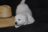 AKC  SUNNY, a male English Cream Golden Retriever for sale in Winder, GA – Photo 6 of 9