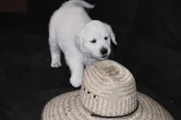 AKC  SUNNY, a male English Cream Golden Retriever for sale in Winder, GA – Photo 3 of 9