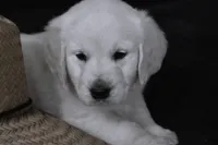 AKC  SUNNY, a male English Cream Golden Retriever for sale in Winder, GA – Photo 1 of 9