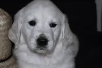 AKC  SUNNY, a male English Cream Golden Retriever for sale in Winder, GA – Photo 4 of 9