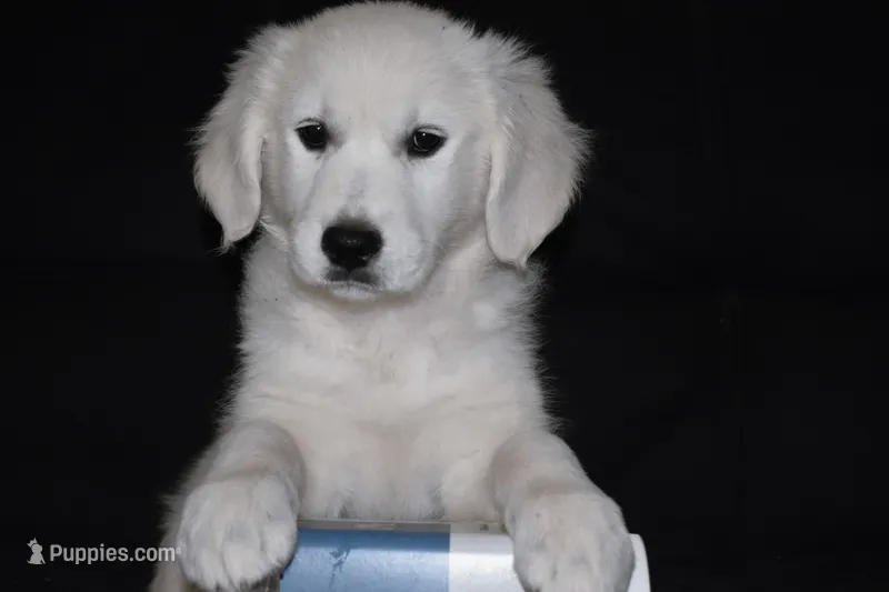 AKC Daisy – English Cream Golden Retriever puppy for sale in Winder, GA