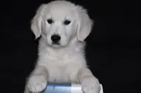 AKC Daisy, a female English Cream Golden Retriever for sale in Winder, GA – 1 of 8