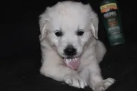 AKC Tucker , a male English Cream Golden Retriever for sale in Winder, GA – 2 of 8