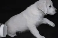 AKC Daisy, a female English Cream Golden Retriever for sale in Winder, GA – 6 of 8