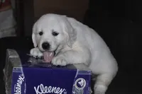 AKC COOPER, a male English Cream Golden Retriever for sale in Winder, GA – 4 of 9