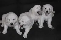 AKC Nala, a female English Cream Golden Retriever for sale in Winder, GA – 8 of 9