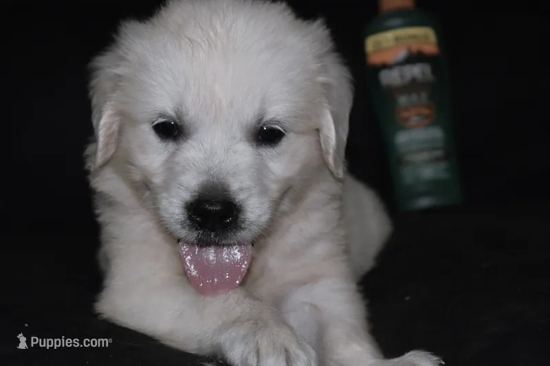 AKC Tucker  – English Cream Golden Retriever puppy for sale in Winder, GA
