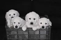 AKC  Honey, a female English Cream Golden Retriever for sale in Winder, GA – Photo 9 of 9