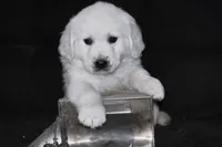 AKC  Honey, a female English Cream Golden Retriever for sale in Winder, GA – Photo 2 of 9