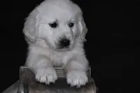 AKC  Honey, a female English Cream Golden Retriever for sale in Winder, GA – Photo 3 of 9