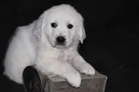 AKC  Honey, a female English Cream Golden Retriever for sale in Winder, GA – Photo 6 of 9