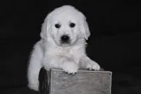 AKC  Honey, a female English Cream Golden Retriever for sale in Winder, GA – Photo 5 of 9