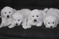 AKC  Honey, a female English Cream Golden Retriever for sale in Winder, GA – Photo 8 of 9