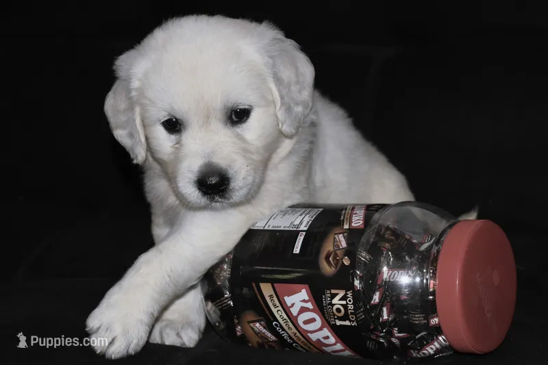 AKC Nala – English Cream Golden Retriever puppy for sale in Winder, GA