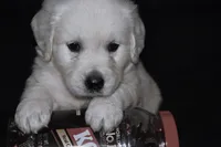 AKC Nala, a female English Cream Golden Retriever for sale in Winder, GA – 6 of 9