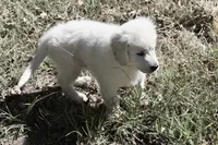AKC Max , a male English Cream Golden Retriever for sale in Winder, GA – 5 of 9