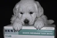 AKC MAX, a male English Cream Golden Retriever for sale in Winder, GA – Photo 3 of 6